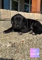 Billie, a female Catahoula Leopard Dog for sale in Crestwood, KY – 3 of 7
