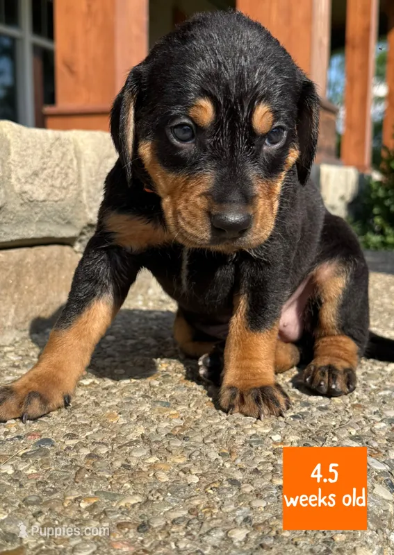 Orange – Catahoula Leopard Dog puppy for sale in Crestwood, KY
