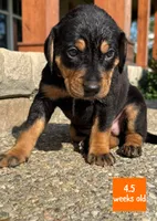 Orange, a female Catahoula Leopard Dog for sale in Crestwood, KY – 1 of 7