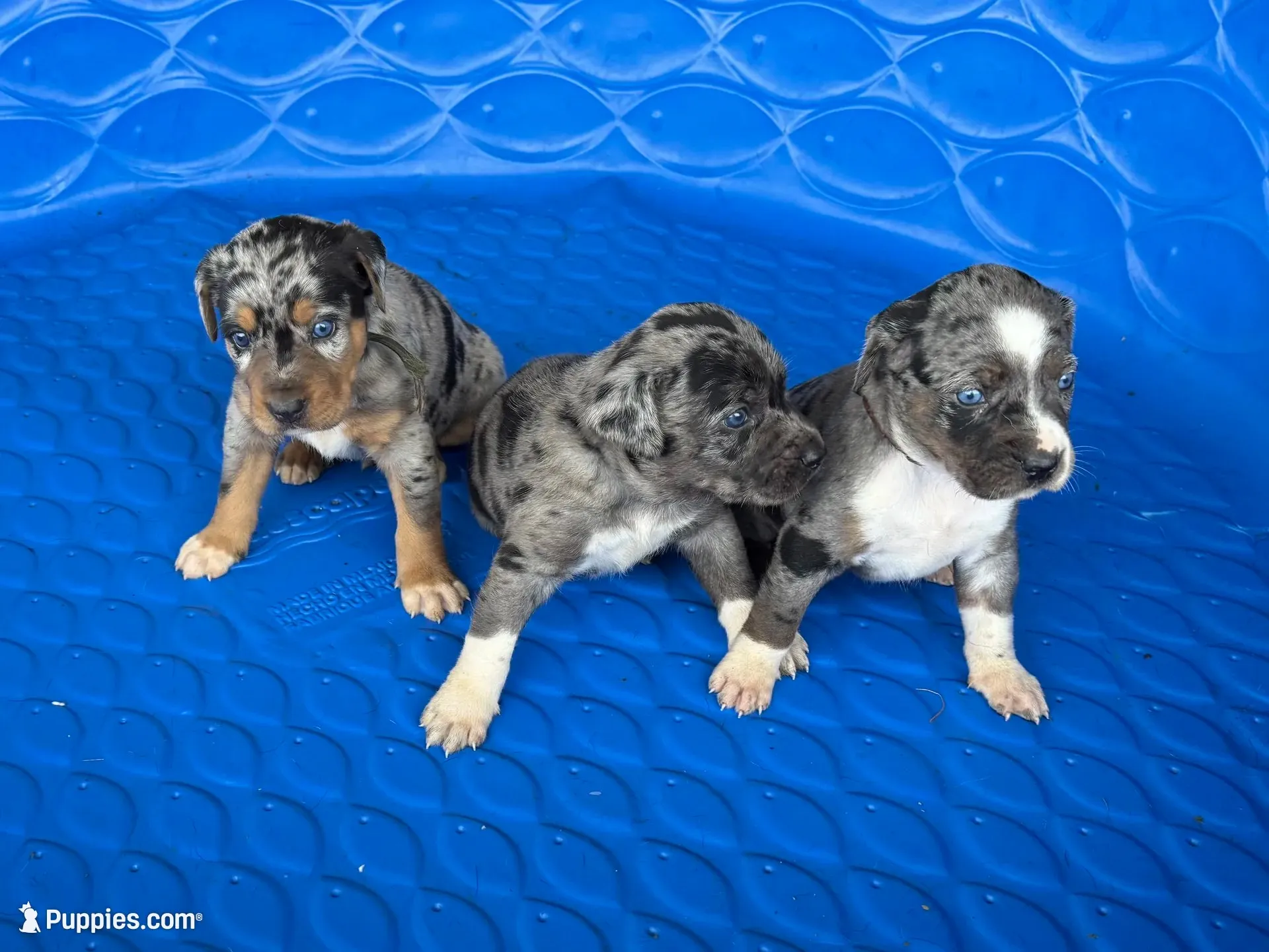 Turquoise, a female Catahoula Leopard Dog for sale in Crestwood, KY – 4 of 7