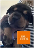 Orange, a female Catahoula Leopard Dog for sale in Crestwood, KY – 3 of 7
