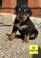 Yellow, a female Catahoula Leopard Dog for sale in Crestwood, KY – 1 of 7