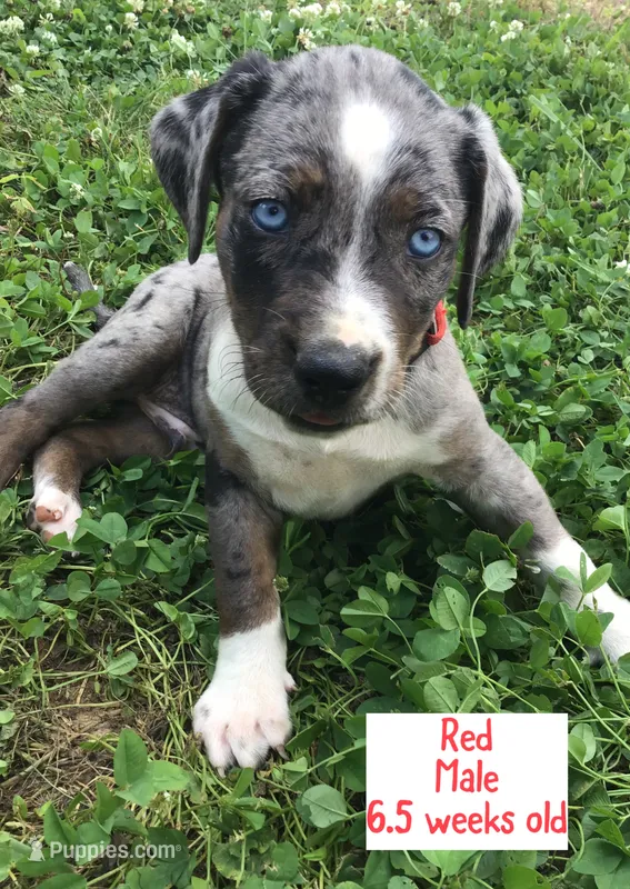 Red – Catahoula Leopard Dog puppy for sale in Crestwood, KY