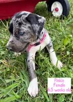 Pinkie, a female Catahoula Leopard Dog for sale in Crestwood, KY – 2 of 6