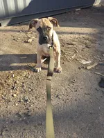 Santi, a male Cane Corso for sale in New Britain, CT – Photo 4 of 4