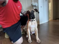 Santi, a male Cane Corso for sale in New Britain, CT – Photo 2 of 4