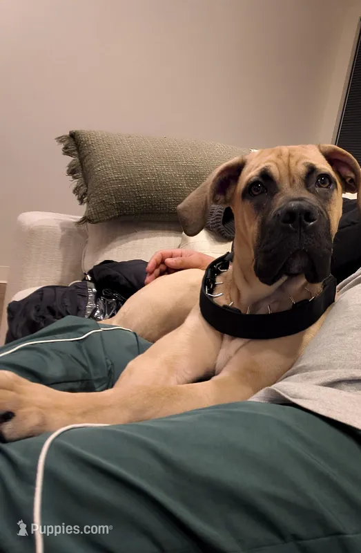 Santi – Cane Corso puppy for sale in New Britain, CT