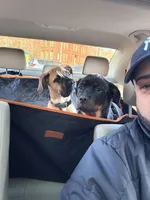 Santi, a male Cane Corso for sale in New Britain, CT – Photo 3 of 4