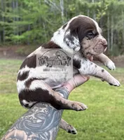 Red Collar Male , a male Catahoula Leopard Dog for sale in Orangeburg, SC – Photo 2 of 8