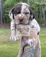 Red Collar Male , a male Catahoula Leopard Dog for sale in Orangeburg, SC – Photo 4 of 8