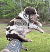 Red Collar Male , a male Catahoula Leopard Dog for sale in Orangeburg, SC – Photo 1 of 8