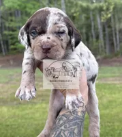 Red Collar Male , a male Catahoula Leopard Dog for sale in Orangeburg, SC – Photo 3 of 8