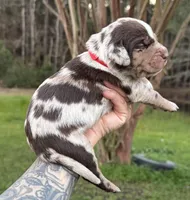 Red Collar Male , a male Catahoula Leopard Dog for sale in Orangeburg, SC – Photo 7 of 7