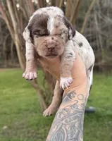 Red Collar Male , a male Catahoula Leopard Dog for sale in Orangeburg, SC – Photo 2 of 7