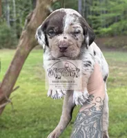 Red Collar Male , a male Catahoula Leopard Dog for sale in Orangeburg, SC – Photo 6 of 8