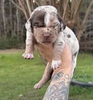 Red Collar Male , a male Catahoula Leopard Dog for sale in Orangeburg, SC – Photo 3 of 7