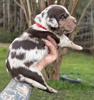 Red Collar Male , a male Catahoula Leopard Dog for sale in Orangeburg, SC – Photo 5 of 7