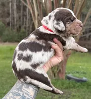 Red Collar Male , a male Catahoula Leopard Dog for sale in Orangeburg, SC – Photo 6 of 7