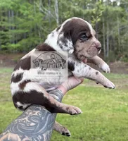 Red Collar Male , a male Catahoula Leopard Dog for sale in Orangeburg, SC – Photo 8 of 8
