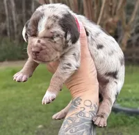 Red Collar Male , a male Catahoula Leopard Dog for sale in Orangeburg, SC – Photo 4 of 7