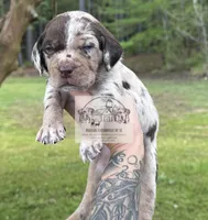 Red Collar Male , a male Catahoula Leopard Dog for sale in Orangeburg, SC – Photo 5 of 8