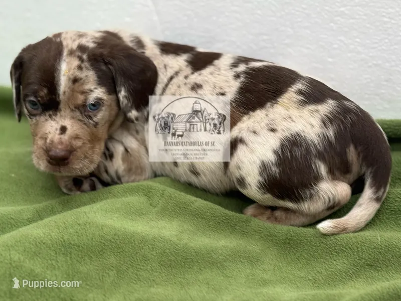 Red Collar Male  – Catahoula Leopard Dog puppy for sale in Orangeburg, SC