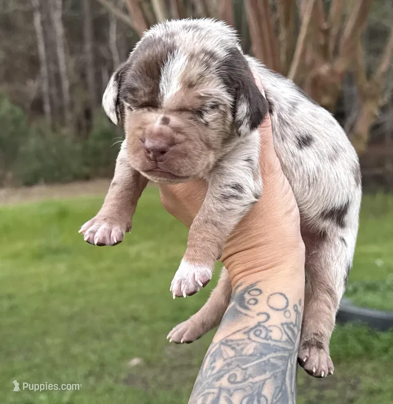 Red Collar Male  – Catahoula Leopard Dog puppy for sale in Orangeburg, SC