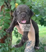 Lavender Collar Female, a female Catahoula Leopard Dog for sale in Orangeburg, SC – 9 of 9