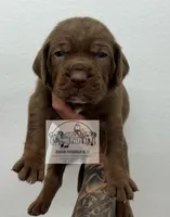 Orange collar male, a male Catahoula Leopard Dog for sale in Orangeburg, SC – Photo 3 of 6