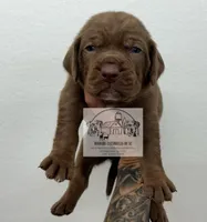 Orange collar male, a male Catahoula Leopard Dog for sale in Orangeburg, SC – Photo 4 of 6