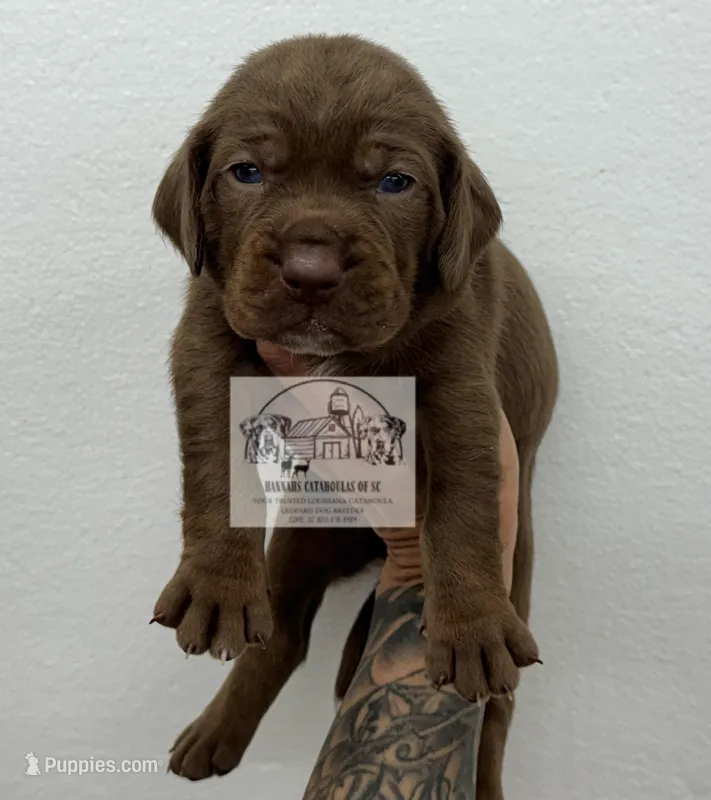 Orange collar male – Catahoula Leopard Dog puppy for sale in Orangeburg, SC