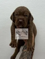 Orange collar male, a male Catahoula Leopard Dog for sale in Orangeburg, SC – Photo 2 of 6