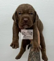 Orange collar male, a male Catahoula Leopard Dog for sale in Orangeburg, SC – Photo 5 of 6