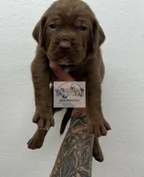 Orange collar male, a male Catahoula Leopard Dog for sale in Orangeburg, SC – Photo 6 of 6