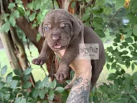 Blue Collar Male , a male Catahoula Leopard Dog for sale in Orangeburg, SC – 8 of 10