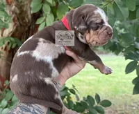 Red Collar Male, a male Catahoula Leopard Dog for sale in Orangeburg, SC – 8 of 10