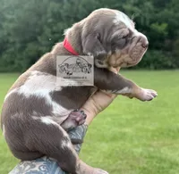 Red Collar Male, a male Catahoula Leopard Dog for sale in Orangeburg, SC – 4 of 10