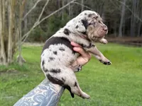 Blue Collar Male , a male Catahoula Leopard Dog for sale in Orangeburg, SC – Photo 4 of 7