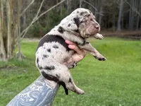 Blue Collar Male , a male Catahoula Leopard Dog for sale in Orangeburg, SC – Photo 1 of 7