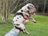 Blue Collar Male , a male Catahoula Leopard Dog for sale in Orangeburg, SC – Photo 7 of 7