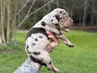 Blue Collar Male , a male Catahoula Leopard Dog for sale in Orangeburg, SC – Photo 2 of 7