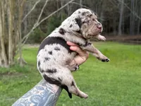 Blue Collar Male , a male Catahoula Leopard Dog for sale in Orangeburg, SC – Photo 3 of 7