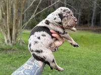 Blue Collar Male , a male Catahoula Leopard Dog for sale in Orangeburg, SC – Photo 6 of 7