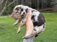 Blue Collar Male , a male Catahoula Leopard Dog for sale in Orangeburg, SC – Photo 5 of 7