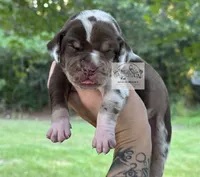 Pink Collar Female, a female Catahoula Leopard Dog for sale in Orangeburg, SC – 8 of 8