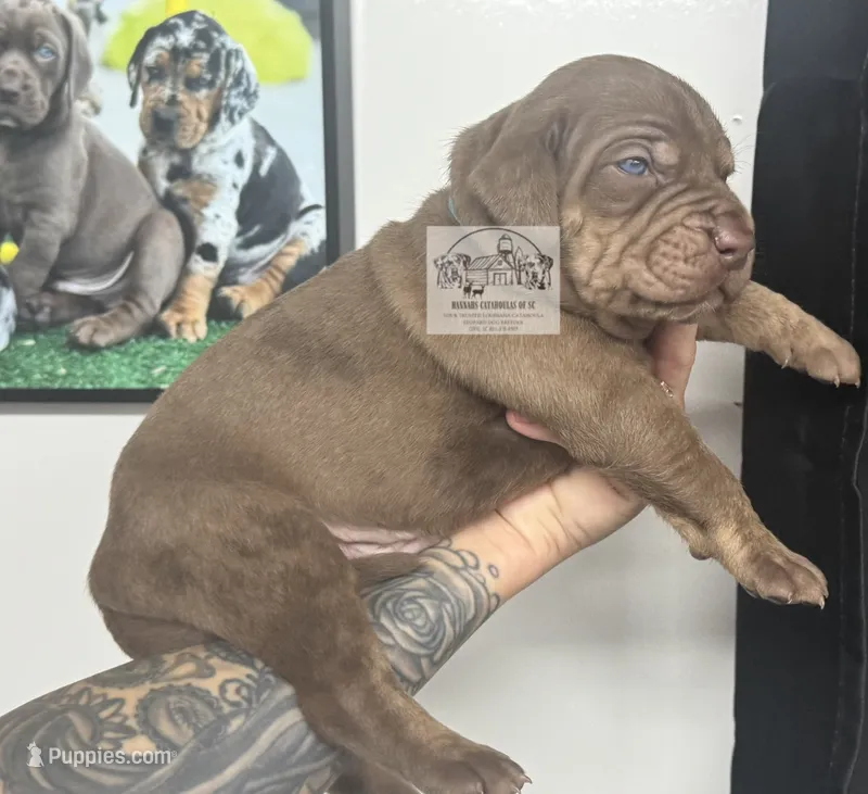 Blue Collar Male  – Catahoula Leopard Dog puppy for sale in Orangeburg, SC