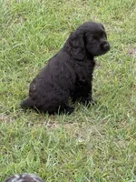Boy, a male Cocker Spaniel for sale in Orangeburg, SC – 2 of 2