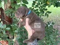 Blue Collar Male , a male Catahoula Leopard Dog for sale in Orangeburg, SC – 4 of 10