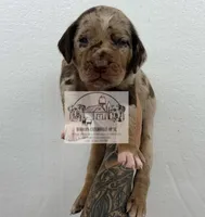 Blue Collar Male , a male Catahoula Leopard Dog for sale in Orangeburg, SC – Photo 3 of 3