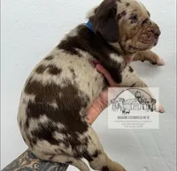 Blue Collar Male , a male Catahoula Leopard Dog for sale in Orangeburg, SC – Photo 1 of 3